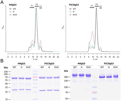 IgG1 versus IgG3: influence of antibody-specificity and allotypic variance on virus neutralization efficacy